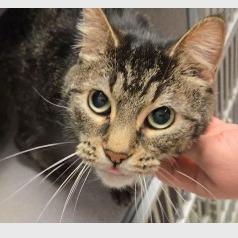 Enlarge Beatrice, a Adoptable Domestic Short Hair in Cedar Rapids, IA image 2/2