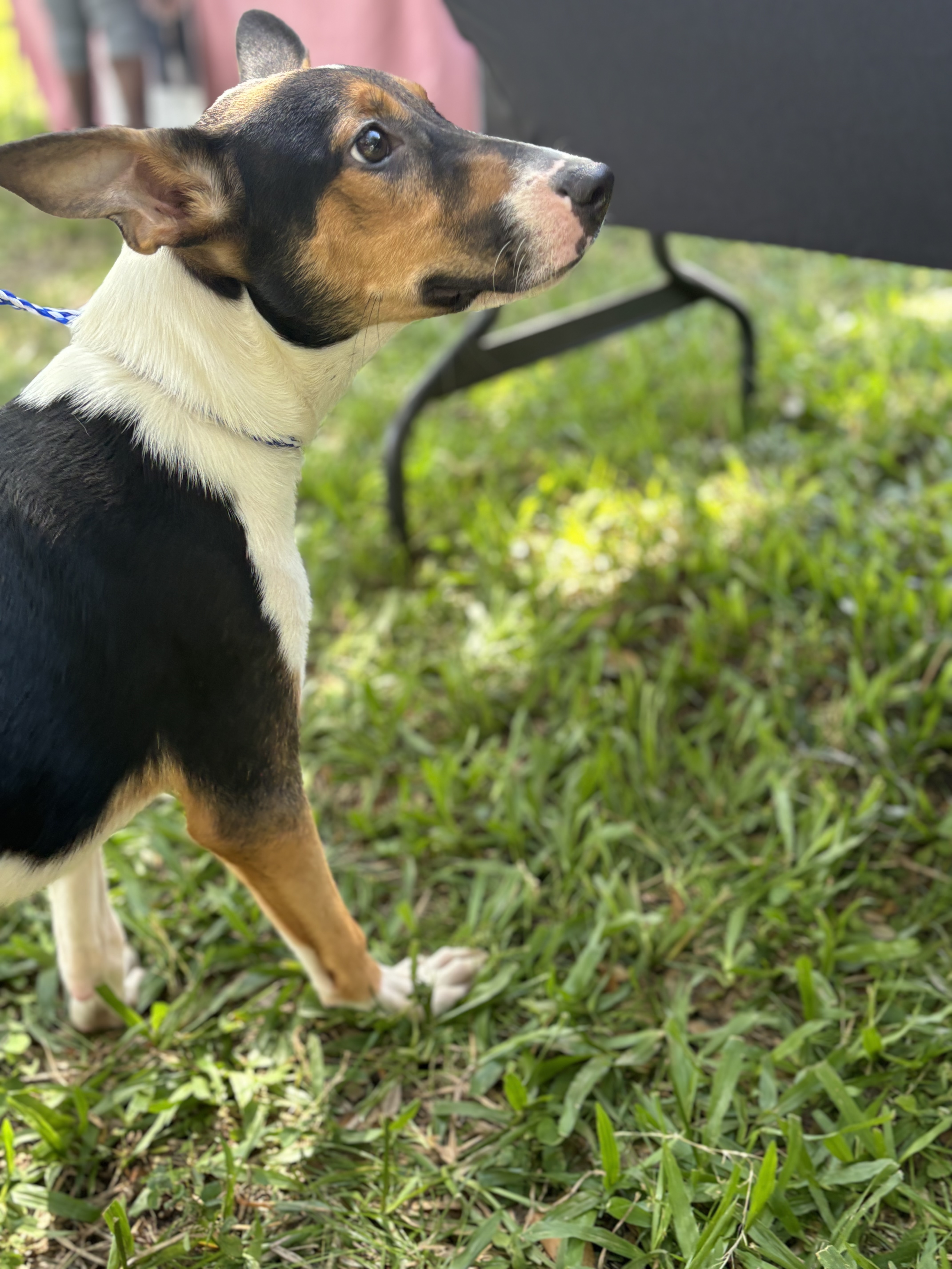 Beau, Adoptable, Adult Male Smooth Fox Terrier & Border Collie.