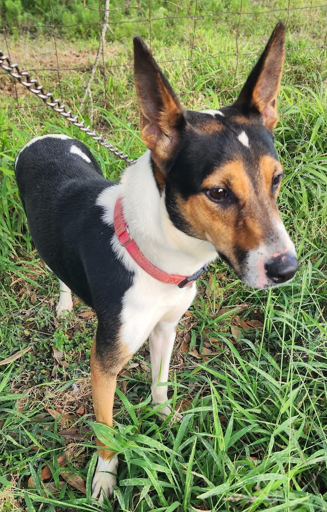 Beau, Adoptable, Adult Male Smooth Fox Terrier & Border Collie.
