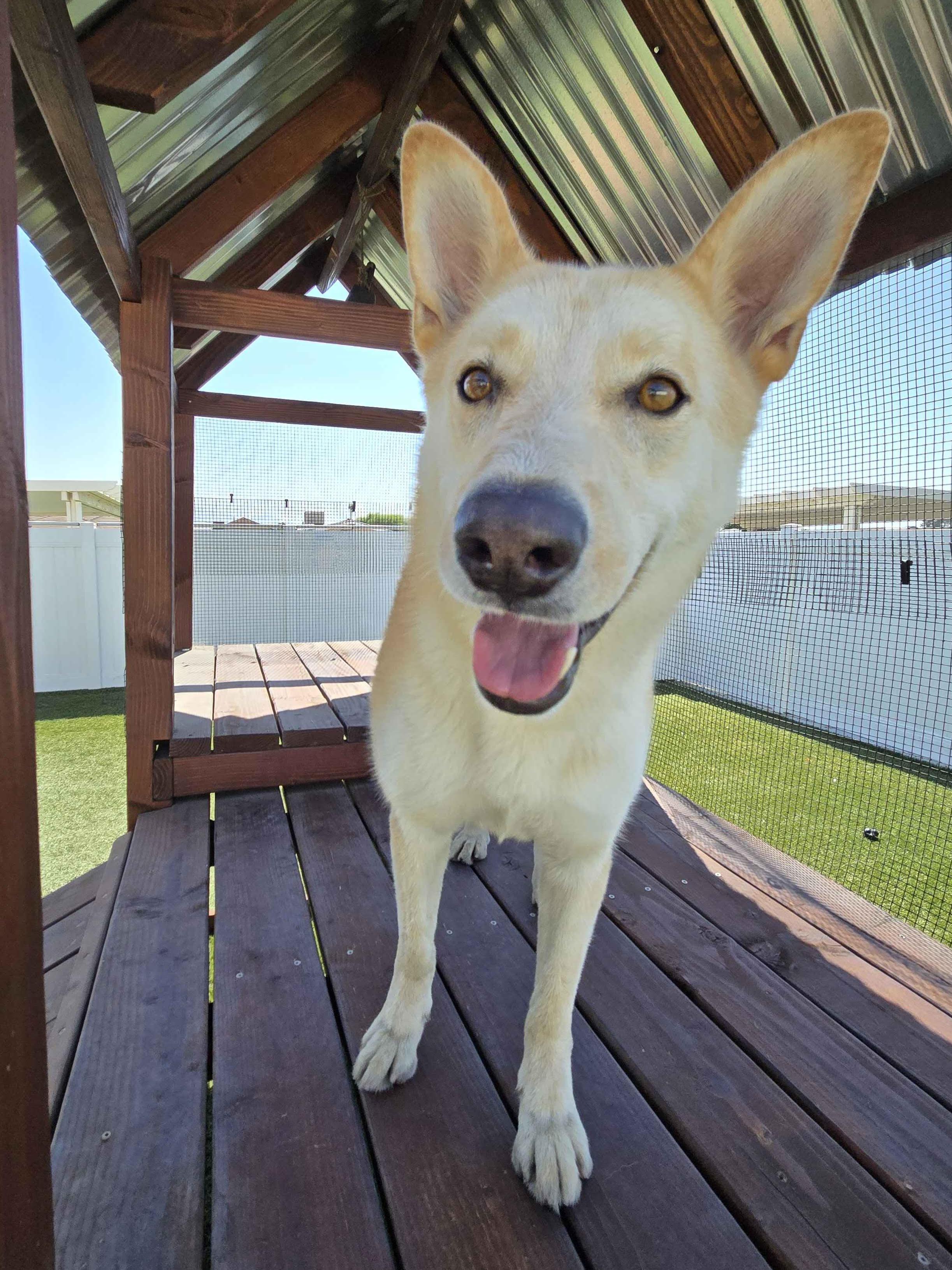 Sunny, Adoptable, Young Female Husky.
