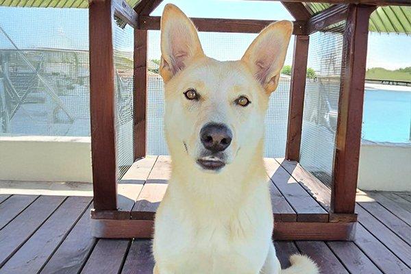 Sunny, a Adoptable mixed breed in Newport Beach, CA image 2/3