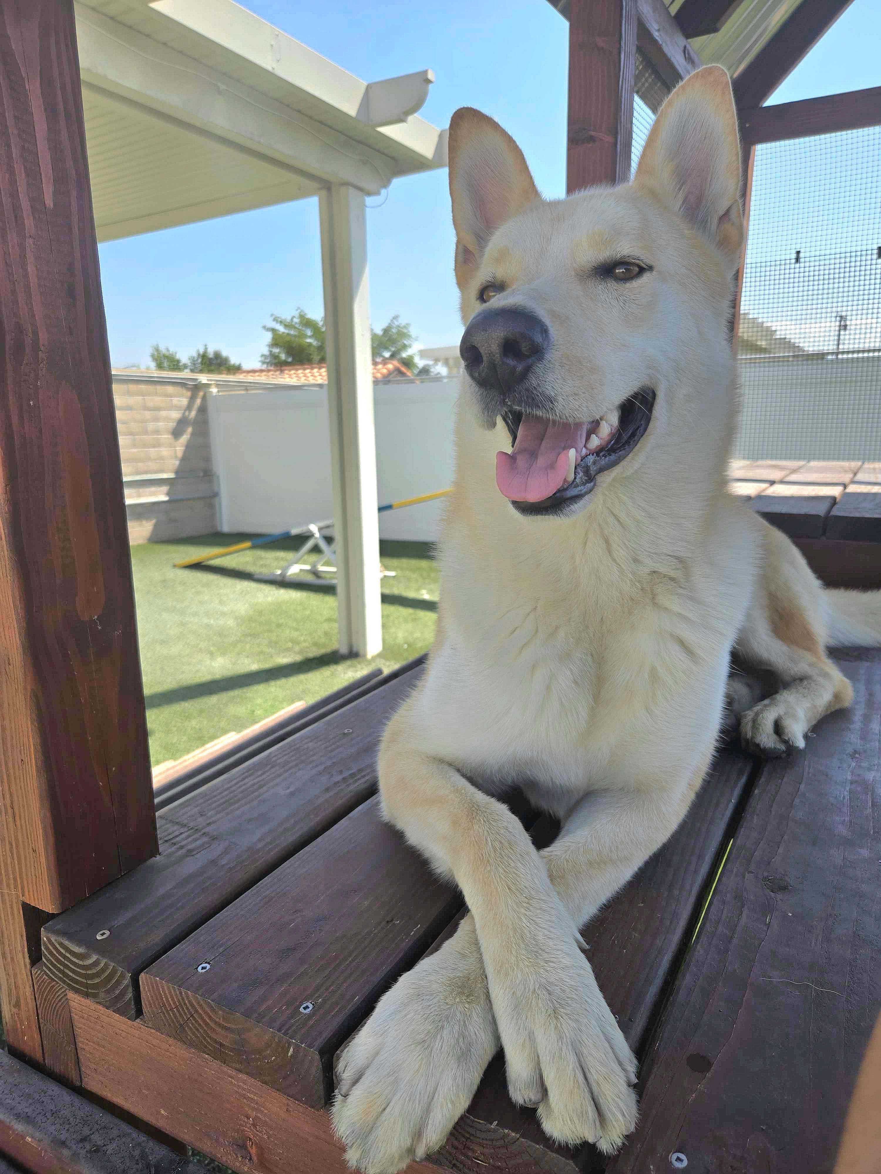 Sunny, a Adoptable mixed breed in Newport Beach, CA image 3/3