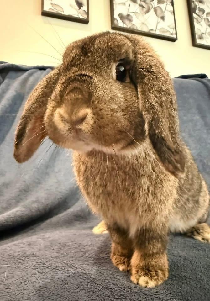 Enlarge Patty, a ADOPTABLE Holland Lop in St. Charles, MO image 4/4