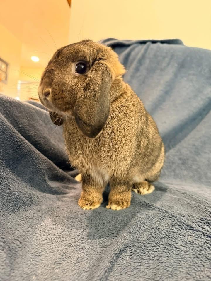Patty, ADOPTABLE, Adult Female Holland Lop.
