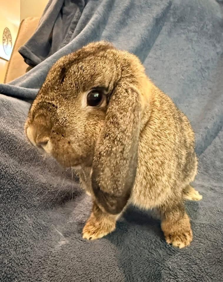 Enlarge Patty, a ADOPTABLE Holland Lop in St. Charles, MO image 2/4