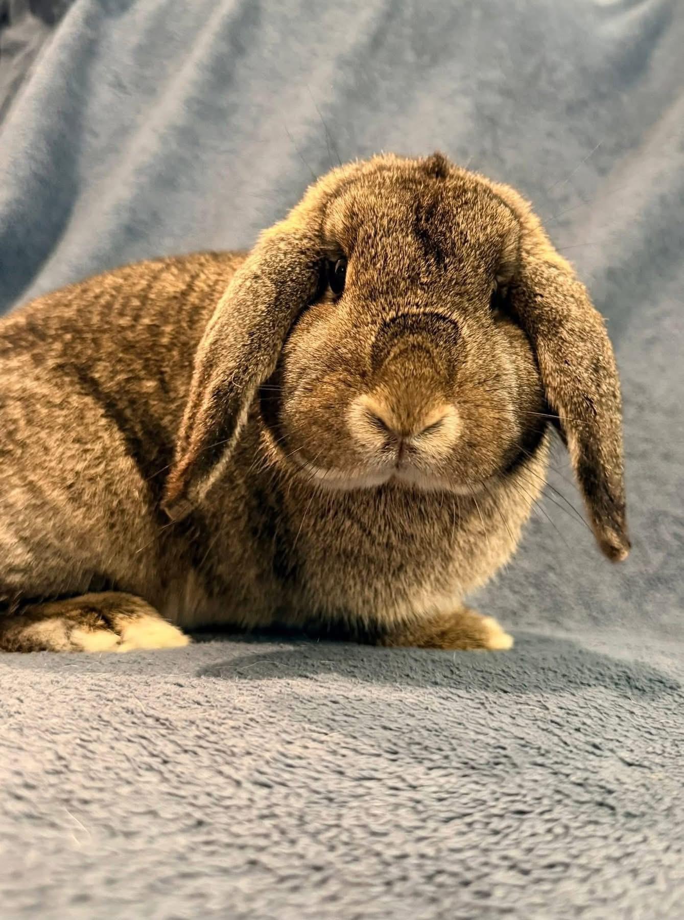 Enlarge Patty, a ADOPTABLE Holland Lop in St. Charles, MO image 3/4