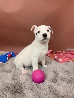 Ranger, a Adoptable mixed breed in Phoenix, AZ image 1/4