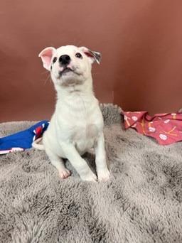 Ranger, a Adoptable mixed breed in Phoenix, AZ image 2/4