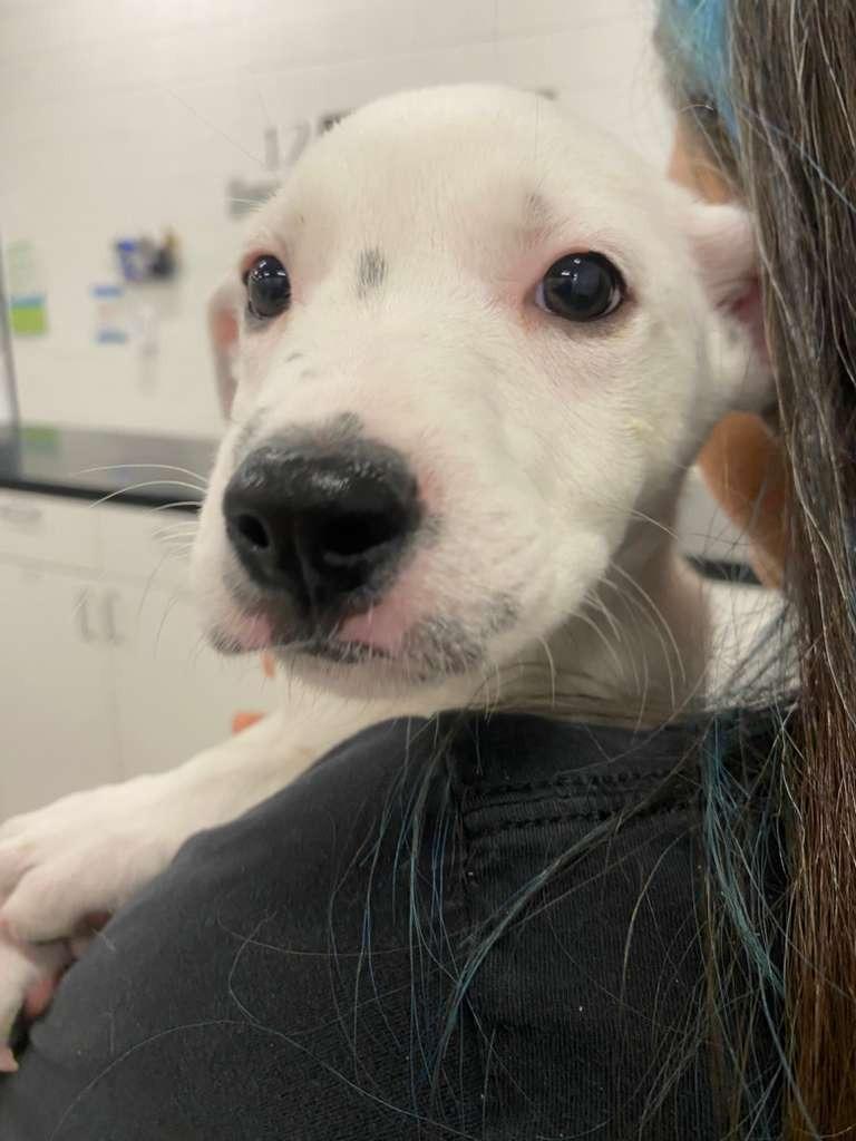 Ranger, a Adoptable mixed breed in Phoenix, AZ image 3/4