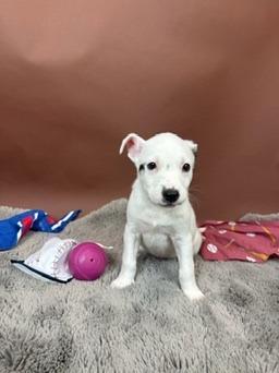 Ranger, a Adoptable mixed breed in Phoenix, AZ image 4/4