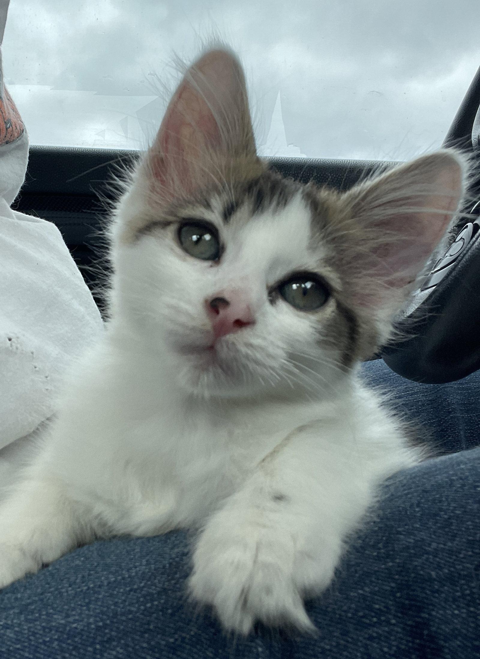 Elwood, Adopted, Kitten Male Domestic Medium Hair.