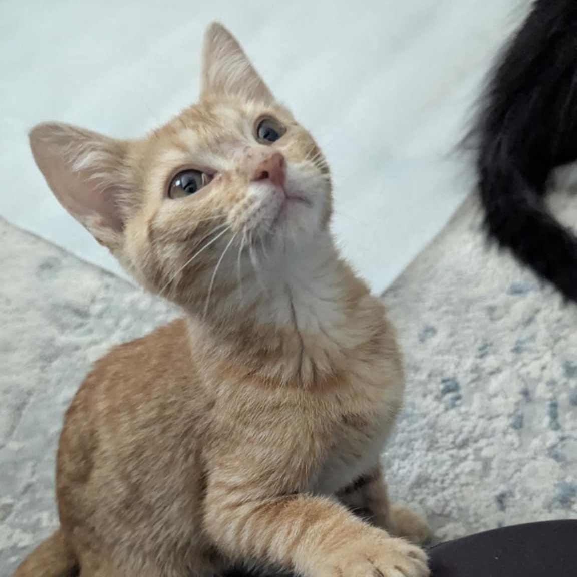 Biscuit, Baby Male unknown
