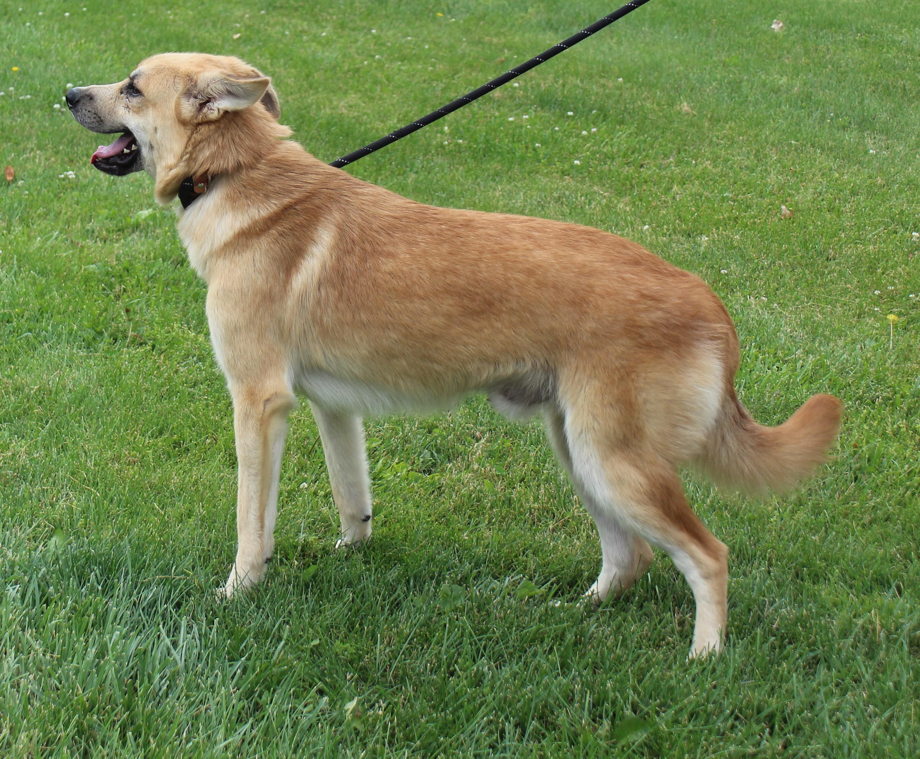 Wilhelm (11945), a ADOPTABLE mixed breed in Heath, OH image 2/2