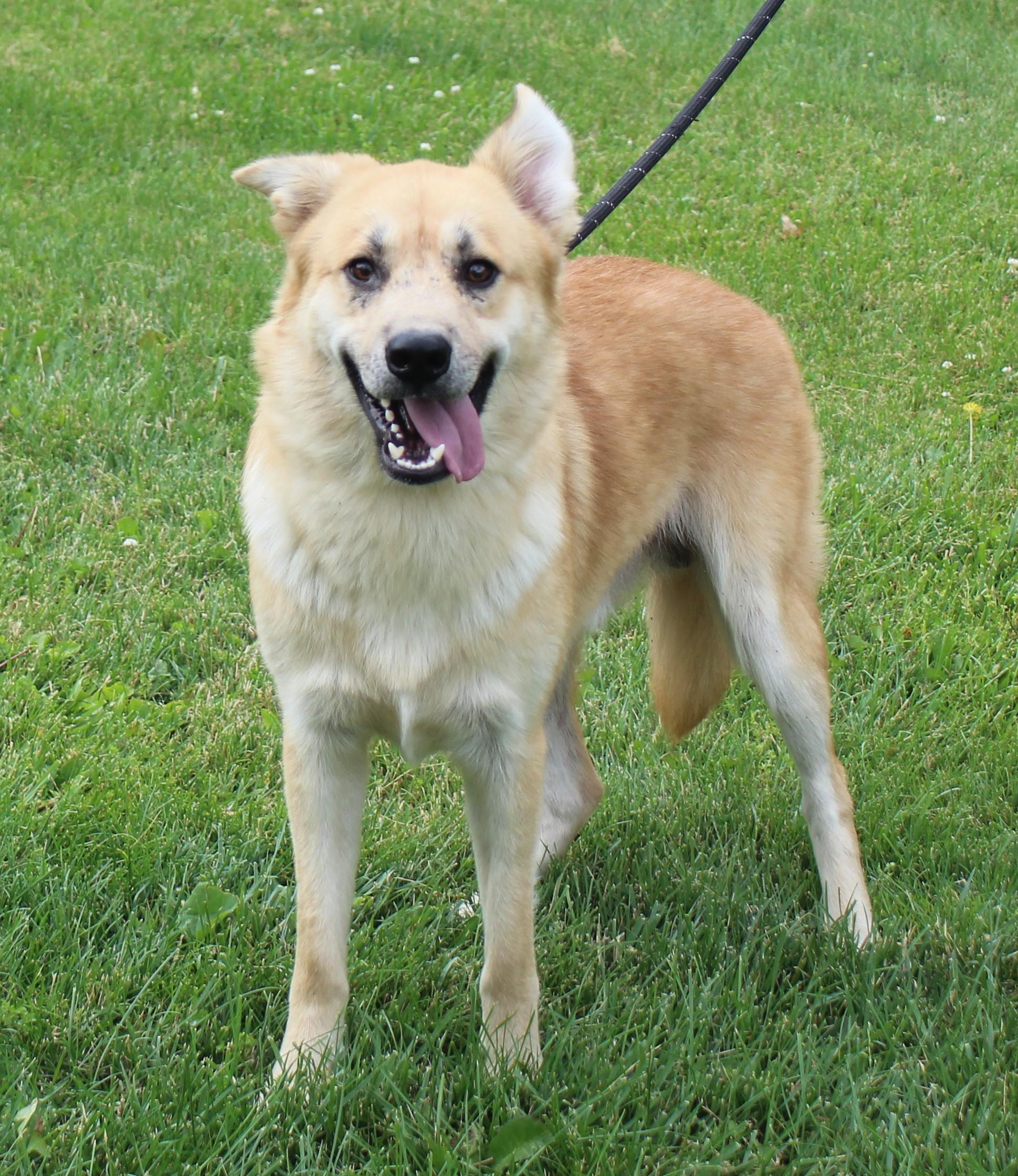Wilhelm (11945), a ADOPTABLE mixed breed in Heath, OH image 1/2