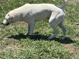 Enlarge GIO - Transport Available, a Adoptable mixed breed in Putnam, CT image 6/6