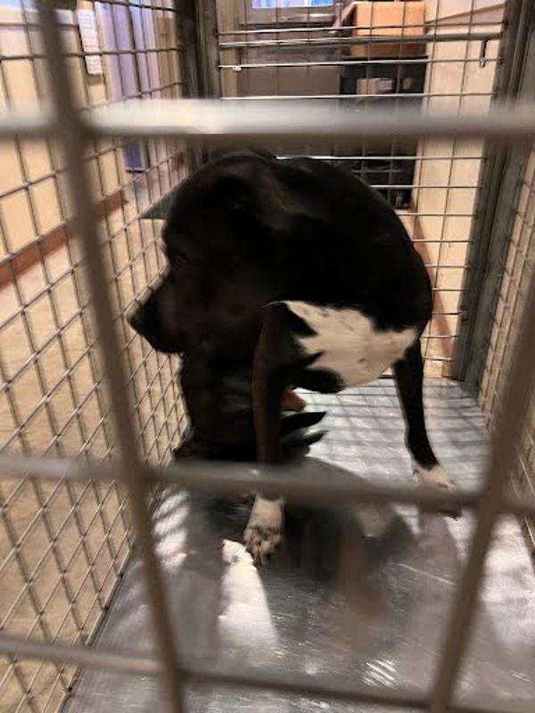 Oracle, Adoptable, Adult Male Mixed Breed & Pit Bull Terrier.