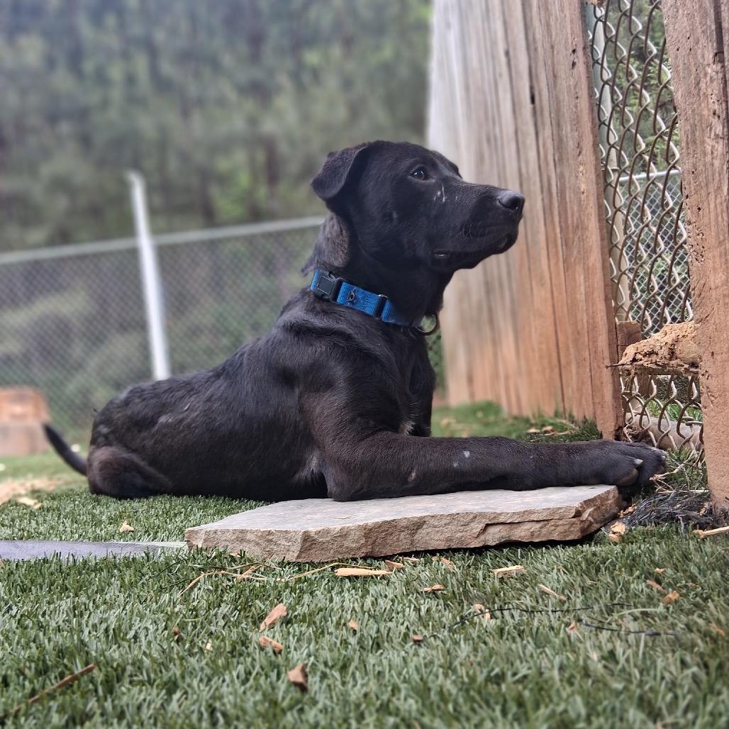 Liquorice, Adoptable, Young Male Mixed Breed.