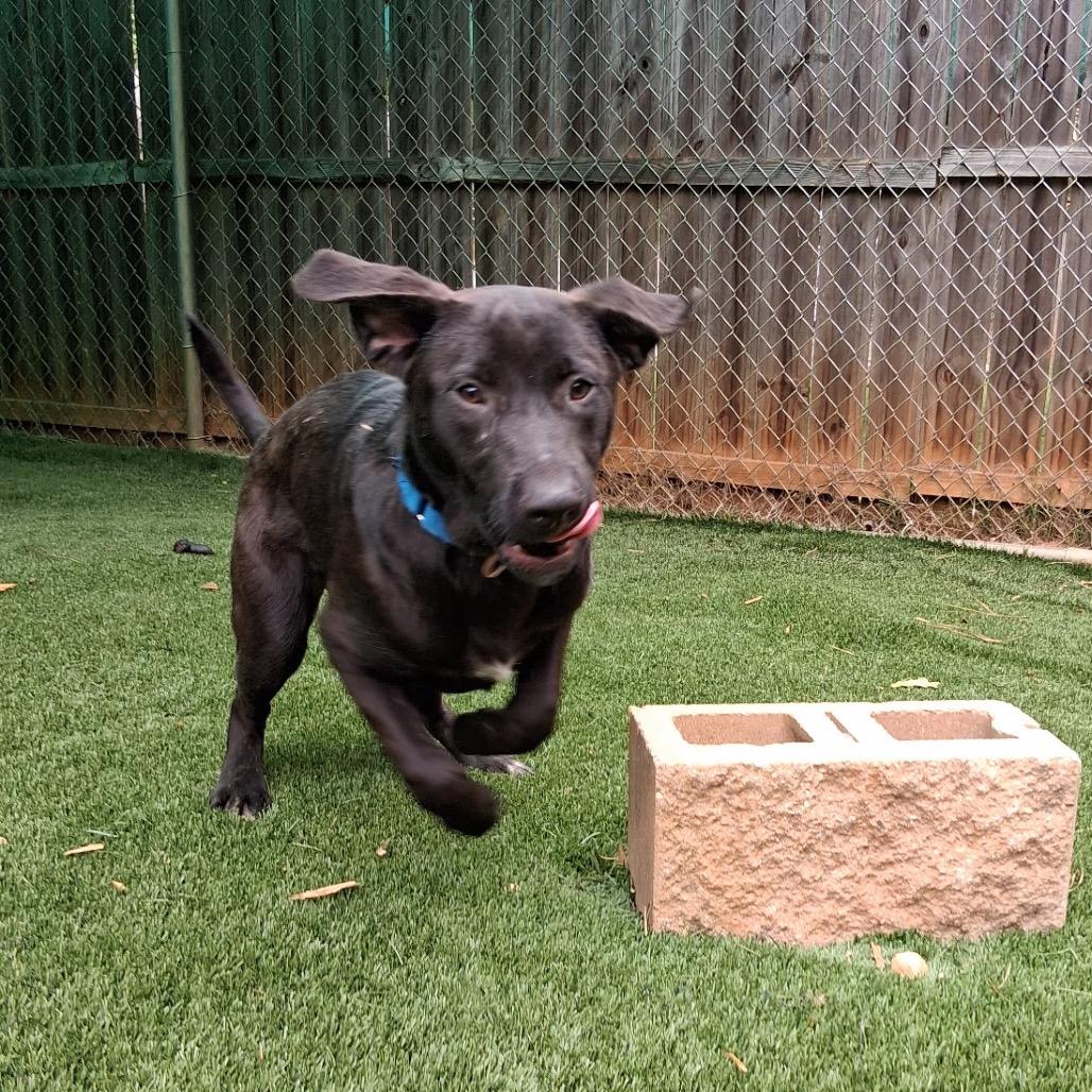 Enlarge Liquorice, a Adoptable Mixed Breed in Hamilton, GA image 2/6