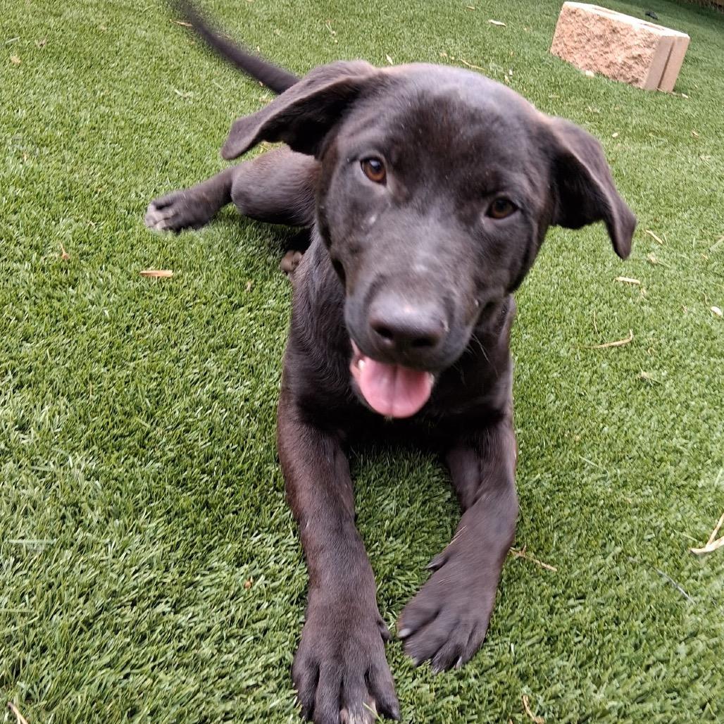 Enlarge Liquorice, a Adoptable Mixed Breed in Hamilton, GA image 3/6