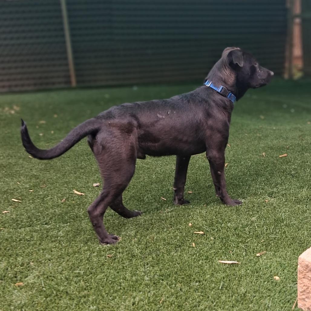 Enlarge Liquorice, a Adoptable Mixed Breed in Hamilton, GA image 4/6