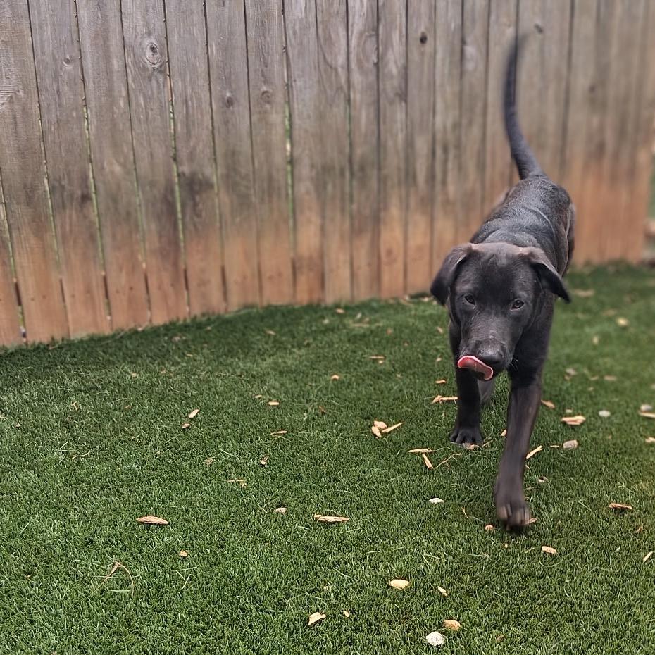 Enlarge Liquorice, a Adoptable Mixed Breed in Hamilton, GA image 5/6