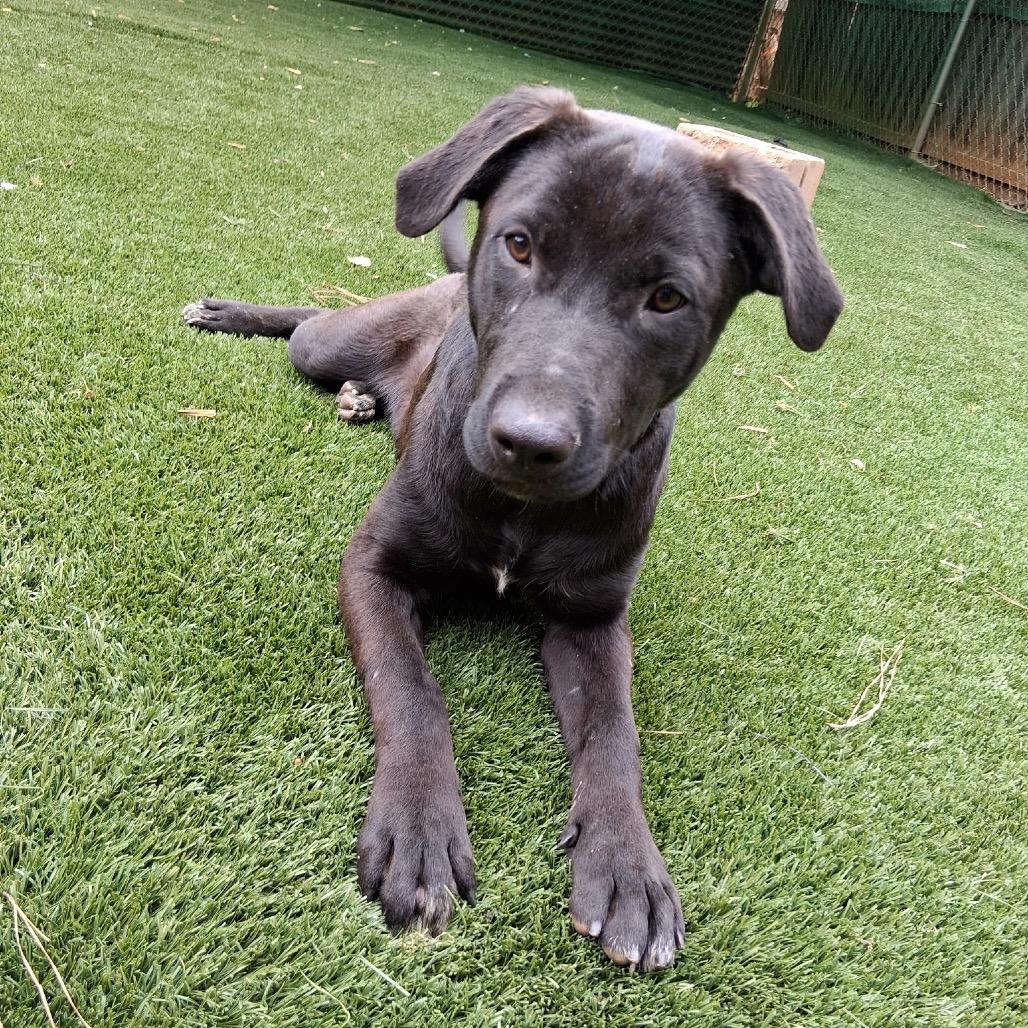 Enlarge Liquorice, a Adoptable Mixed Breed in Hamilton, GA image 6/6