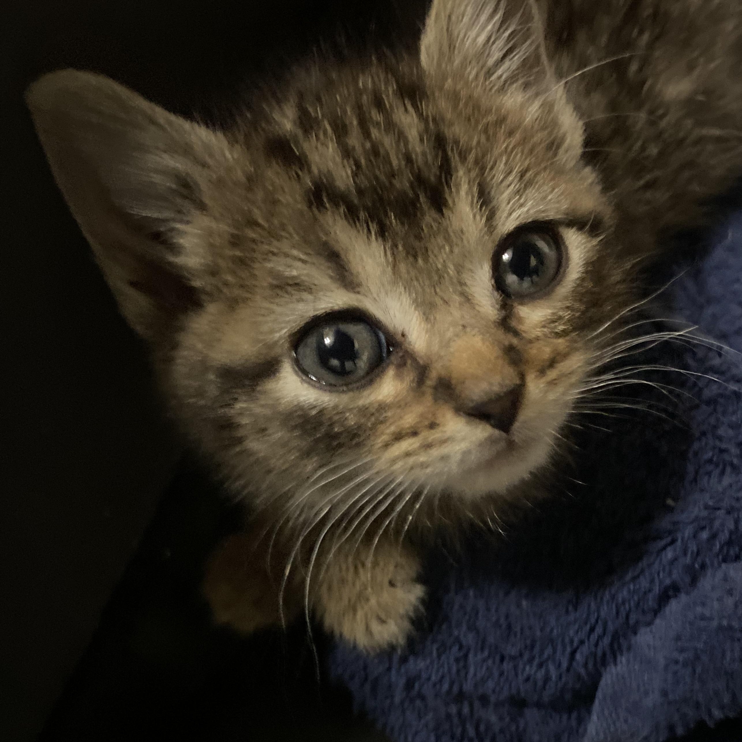 Enlarge Sundae, a Adopted Domestic Short Hair in Louisville, KY image 2/3