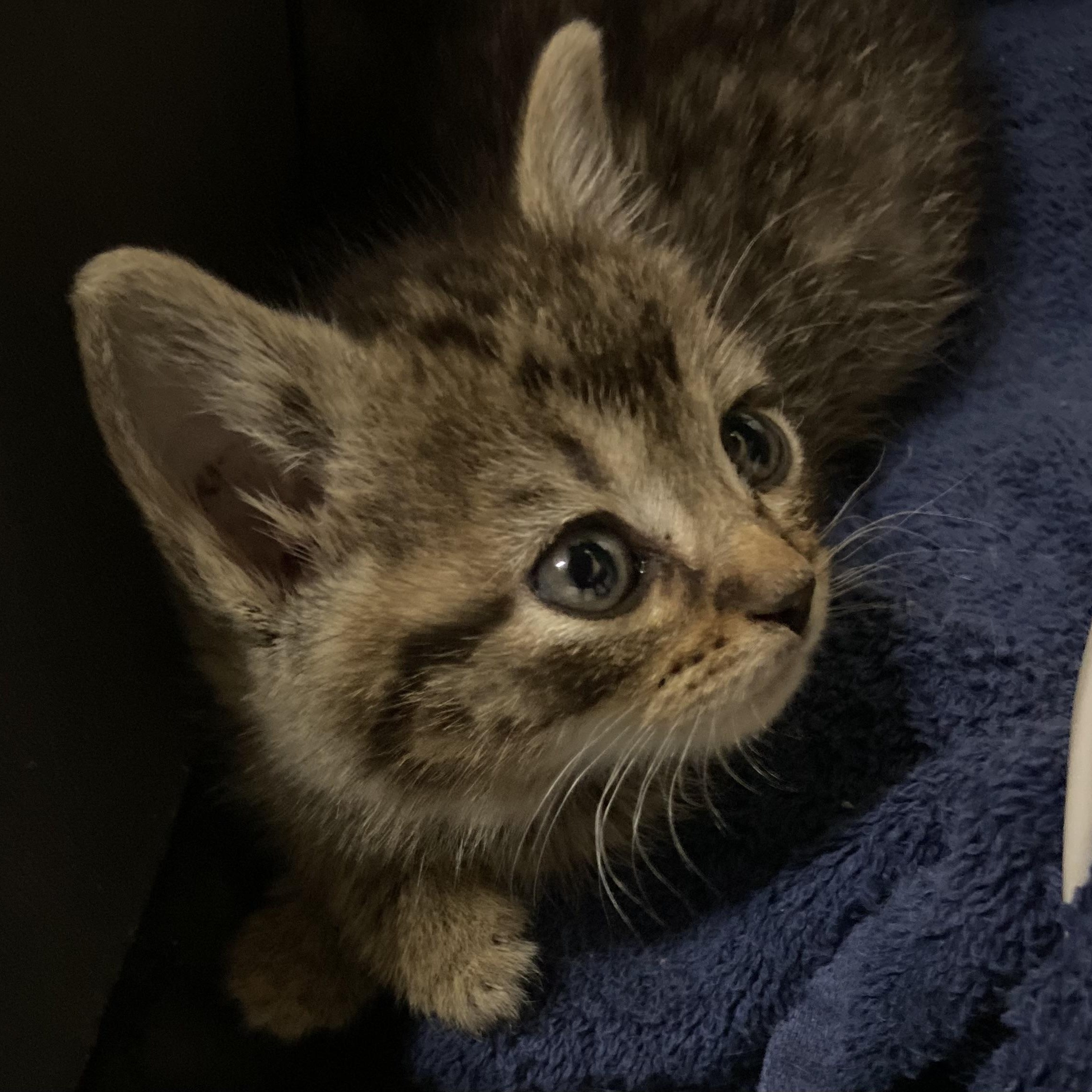 Sundae, Adopted, Kitten Female Domestic Short Hair.