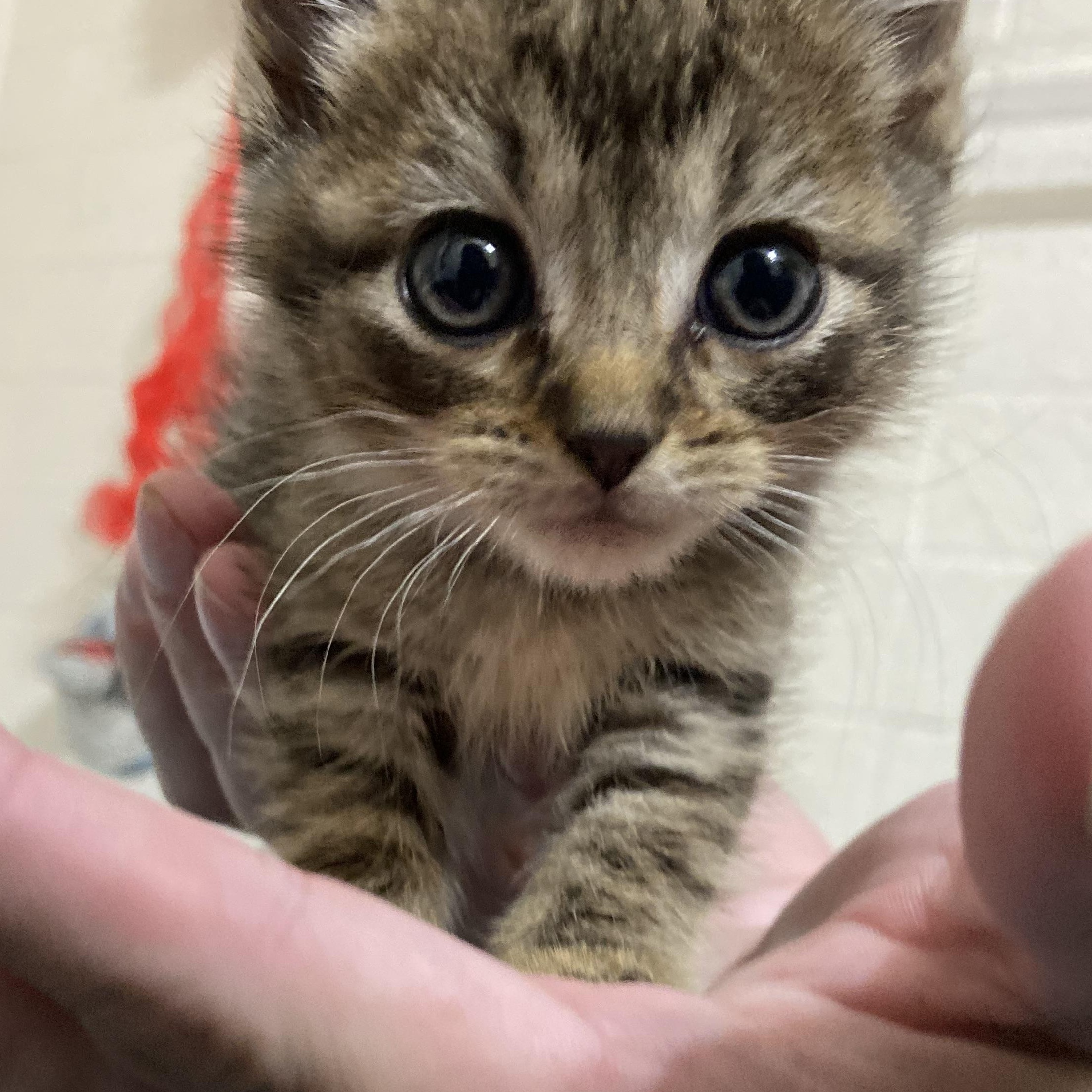 Enlarge Sundae, a Adopted Domestic Short Hair in Louisville, KY image 3/3