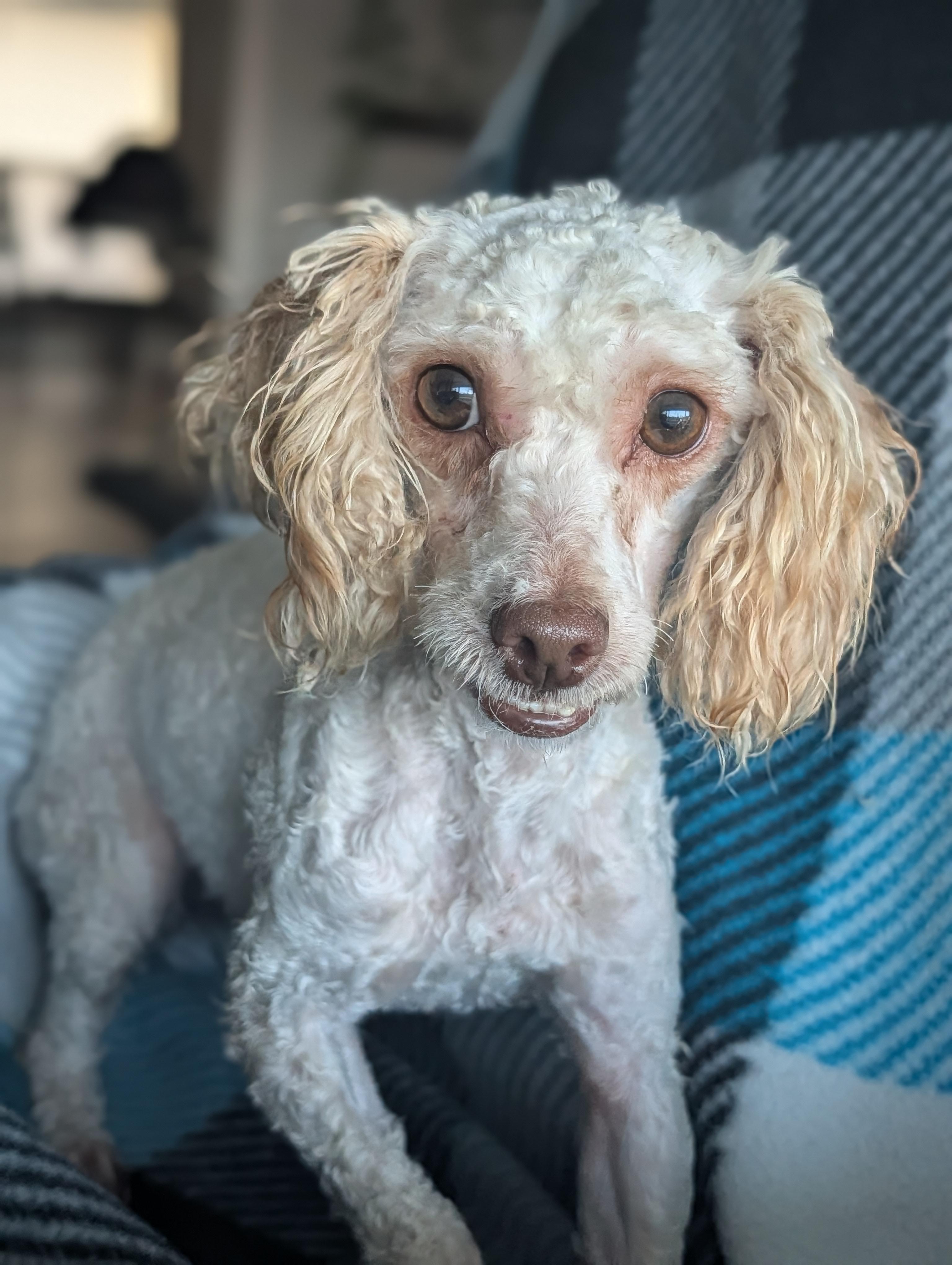 Enlarge Snapdragon, a Adoptable Poodle (Toy) in Baton Rouge, LA image 1/2