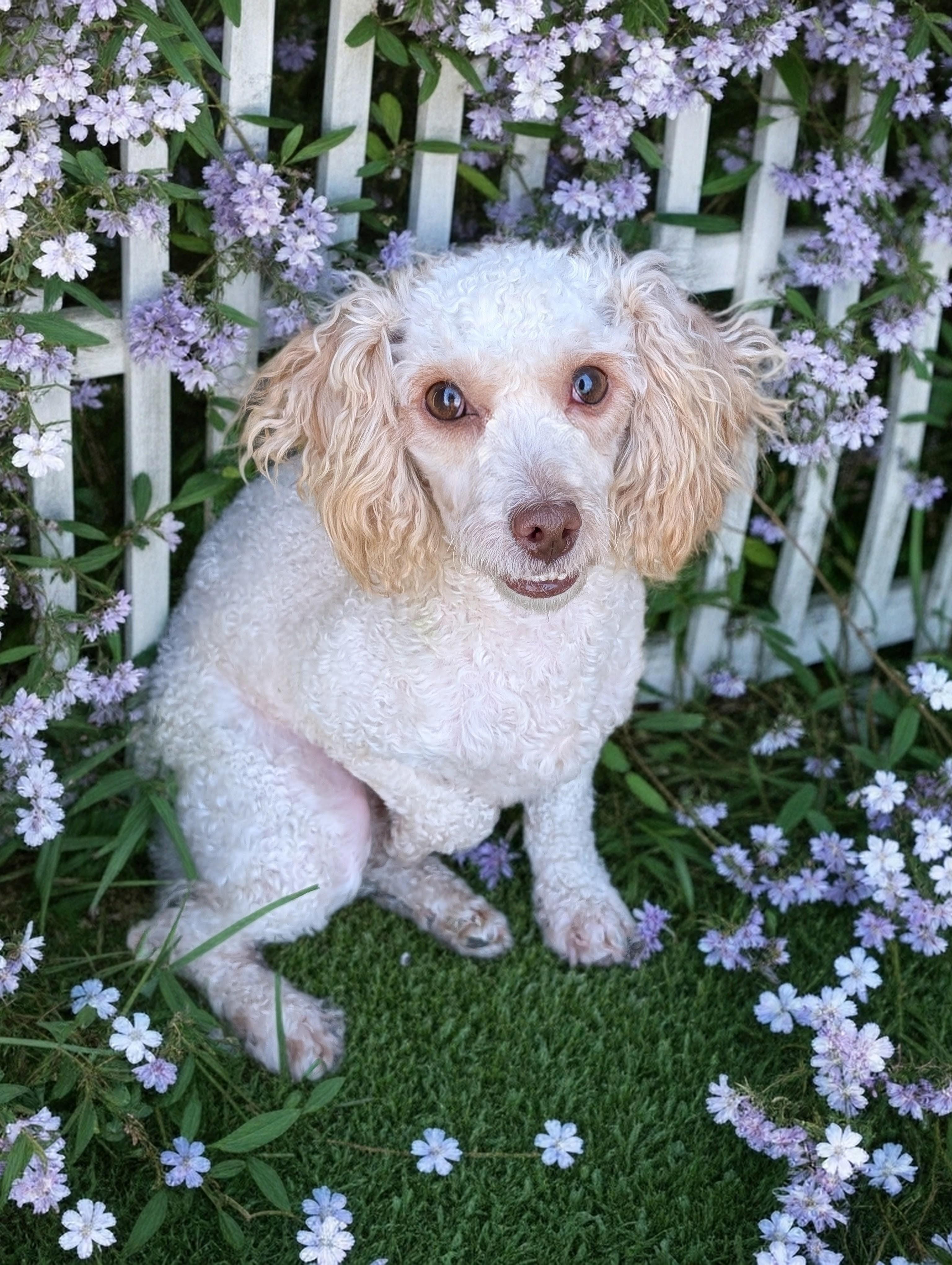 Snapdragon, Adoptable, Adult Male Poodle (Toy).