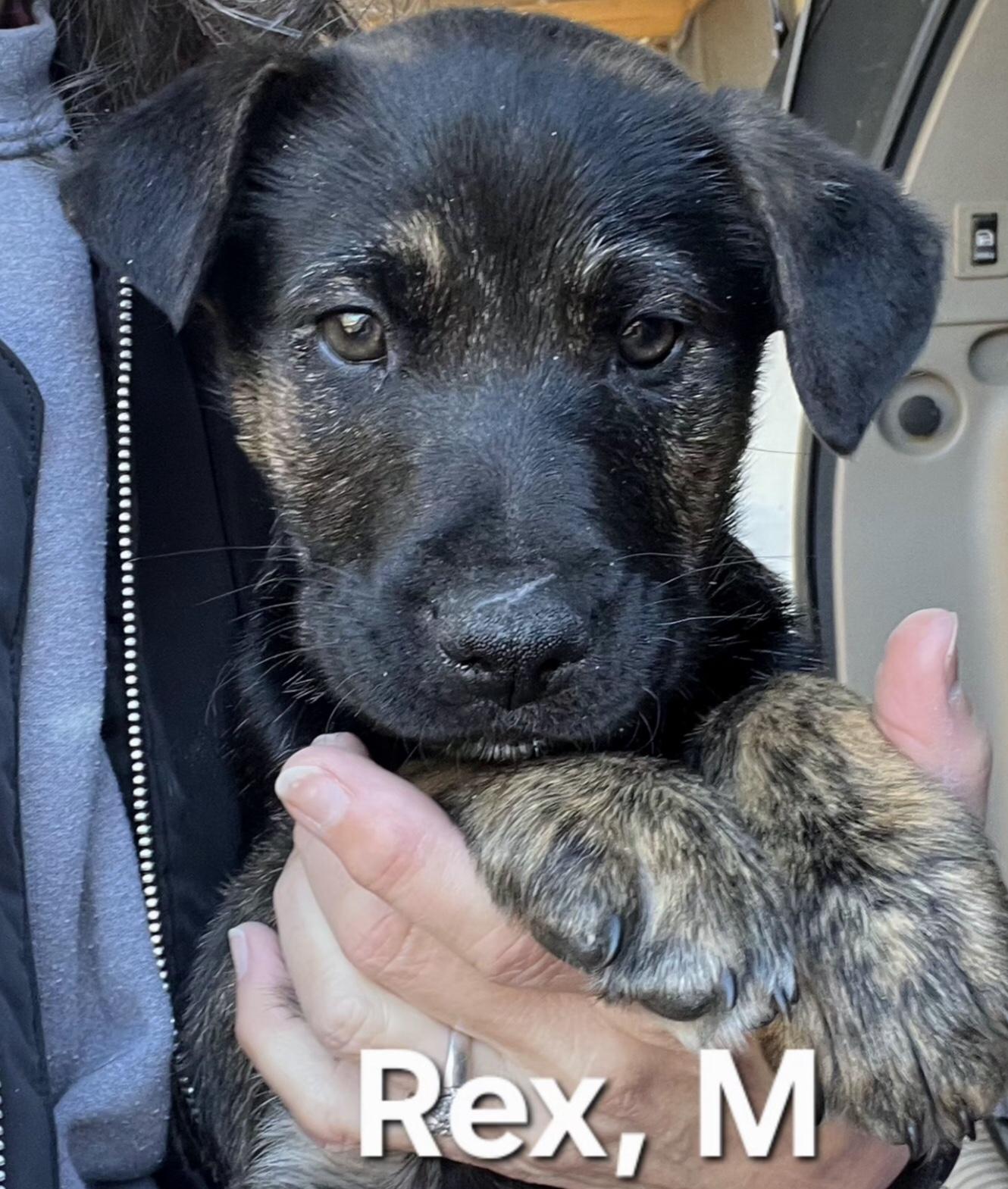 Enlarge Rex, a Adoptable mixed breed in Parma, OH image 1/1