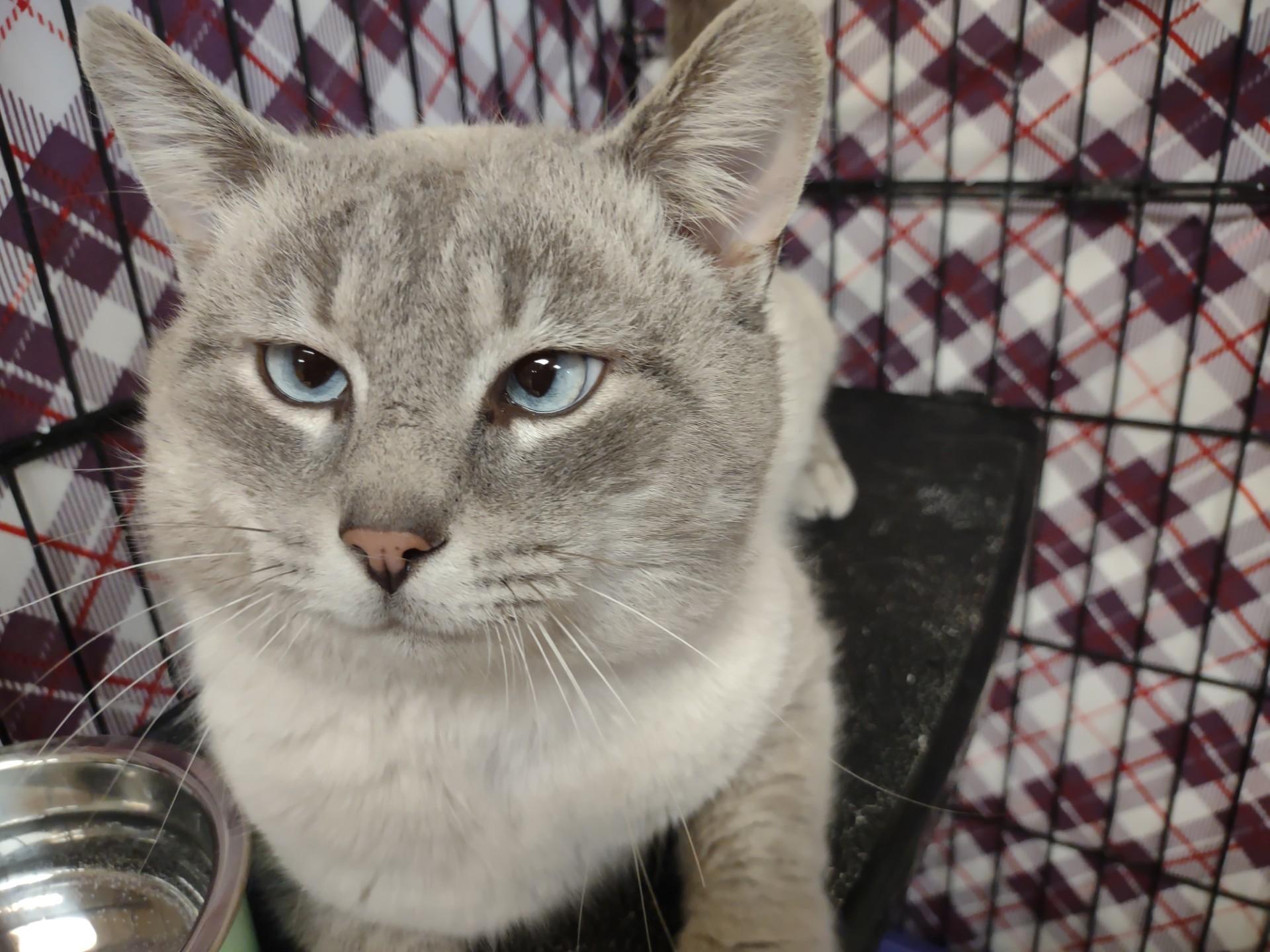 Enlarge Jo Jo, an adopted mixed breed in Montour Falls, NY image 2/3