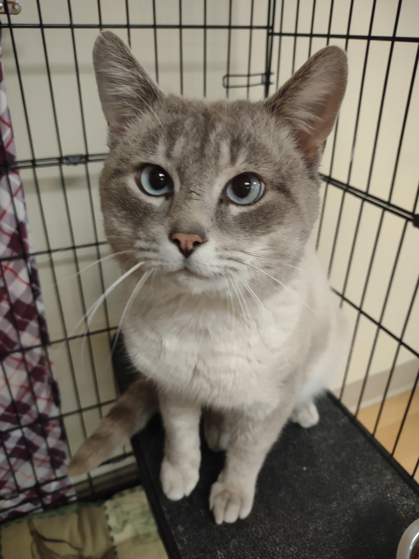 Enlarge Jo Jo, an adopted mixed breed in Montour Falls, NY image 3/3