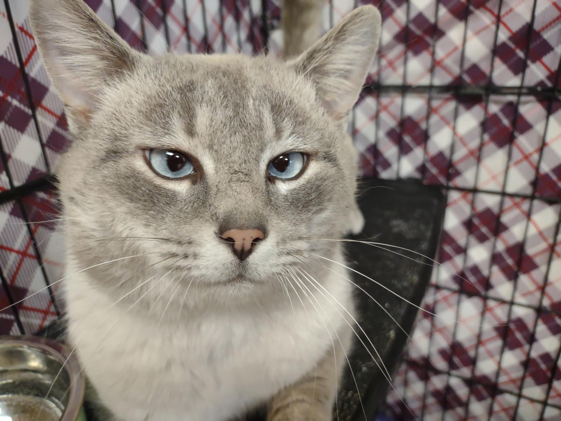 Jo Jo, adopted, Adult Male Siamese & Domestic Short Hair.