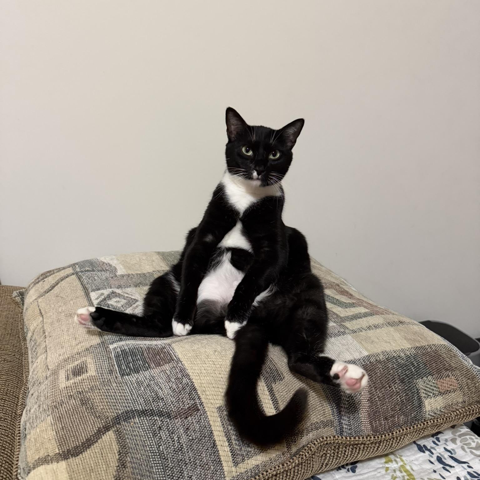 Enlarge Sam, a Adoptable Domestic Short Hair in Charlotte, NC image 2/6