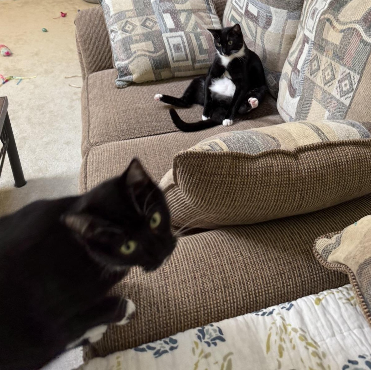 Enlarge Sam, a Adoptable Domestic Short Hair in Charlotte, NC image 3/6