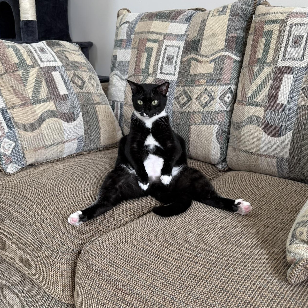 Sam, Adoptable, Kitten Male Domestic Short Hair.