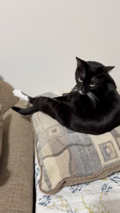 Enlarge Sam, a Adoptable Domestic Short Hair in Charlotte, NC video 5/6