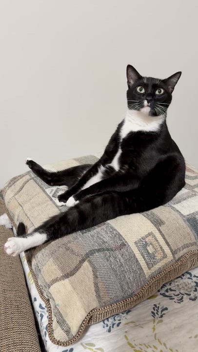 Enlarge Sam, a Adoptable Domestic Short Hair in Charlotte, NC video 4/6