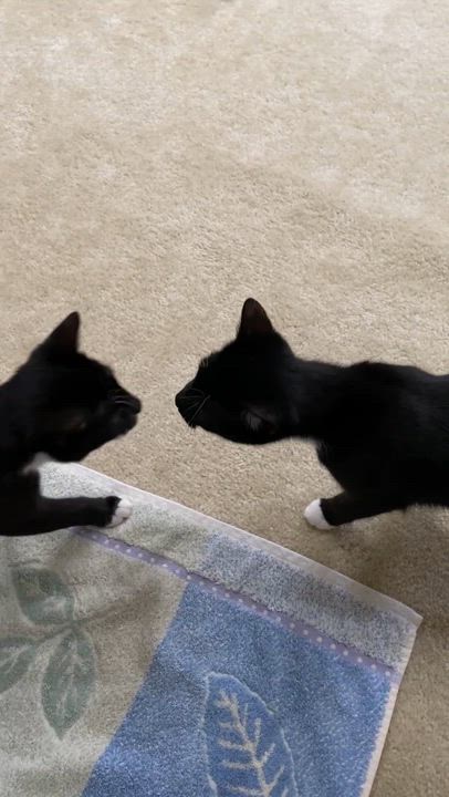 Enlarge Sam, a Adoptable Domestic Short Hair in Charlotte, NC video 6/6