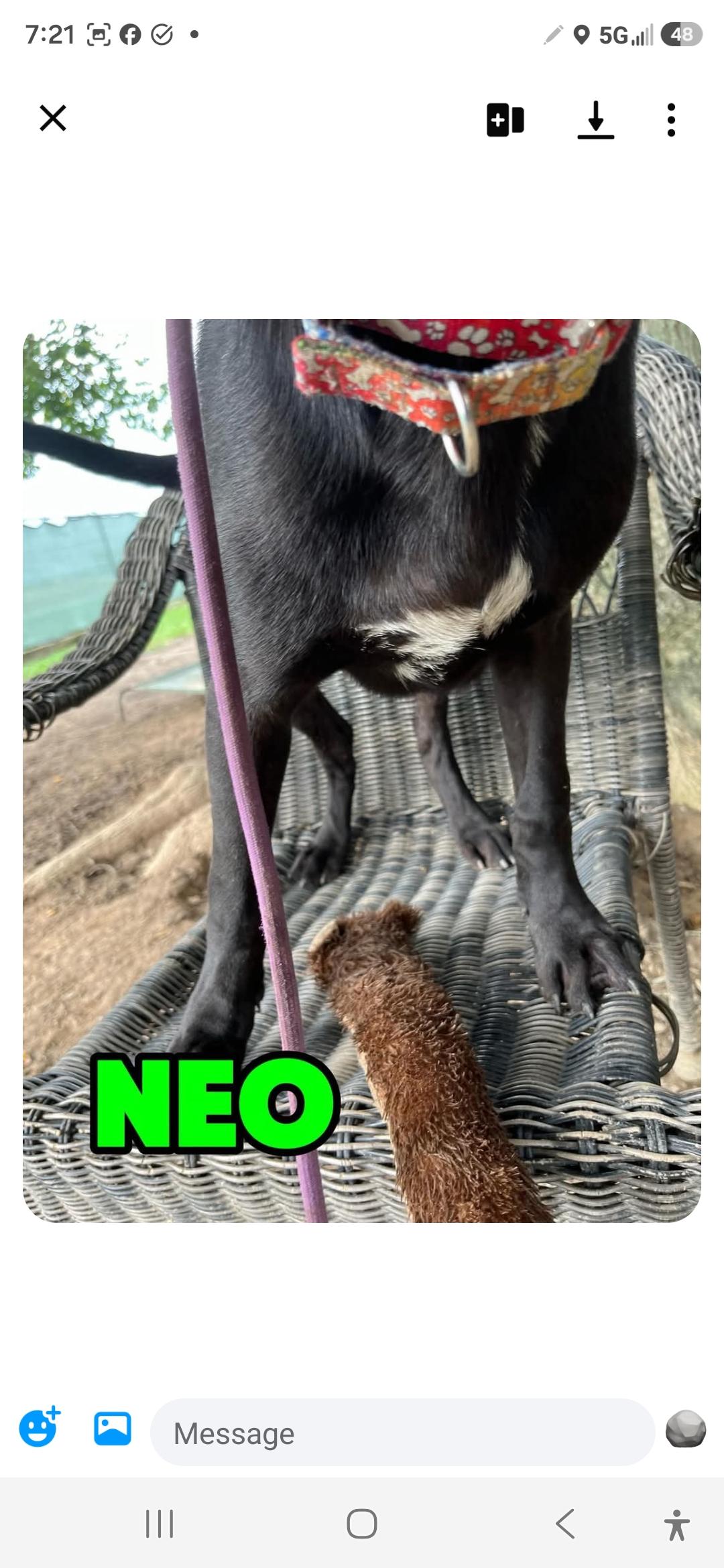 Enlarge Honey 7, a ADOPTABLE Labrador Retriever in Hampton, VA image 4/5