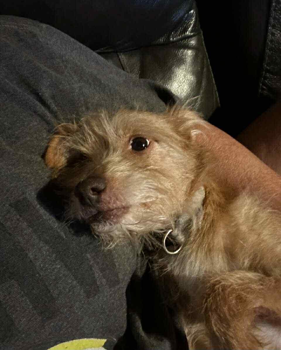 Stitch — thumbnail 4