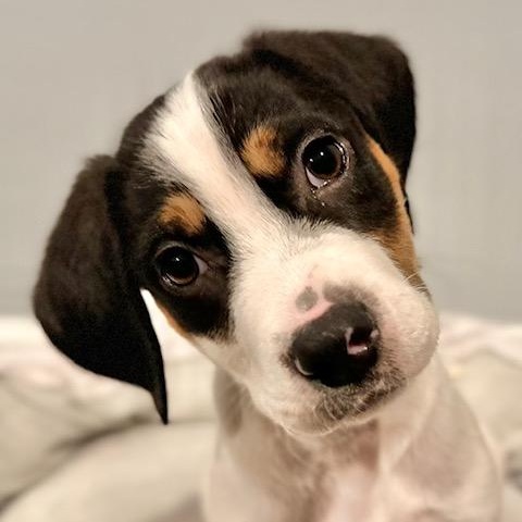 Rocky 1