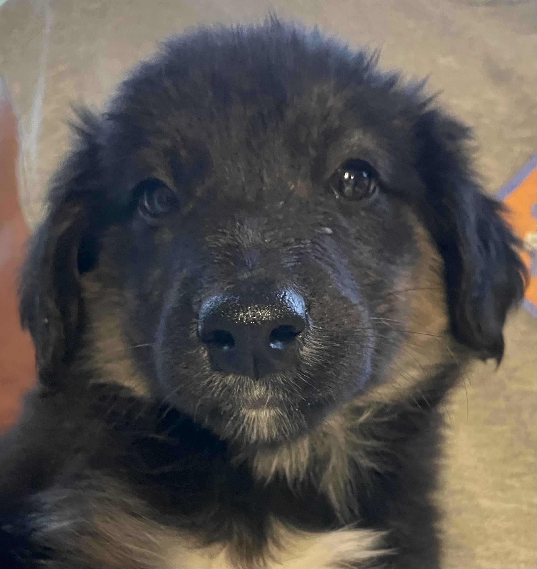 Iris, Adoptable, Puppy Female Border Collie & Dutch Shepherd.