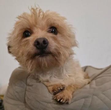 Enlarge Pip, a other mixed breed in Raleigh, NC image 4/6