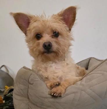 Enlarge Pip, a other mixed breed in Raleigh, NC image 1/6