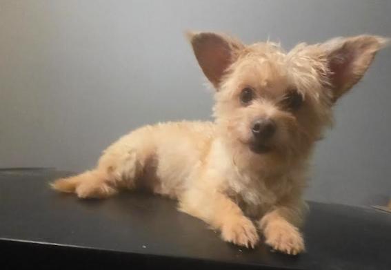 Enlarge Pip, a other mixed breed in Raleigh, NC image 3/6