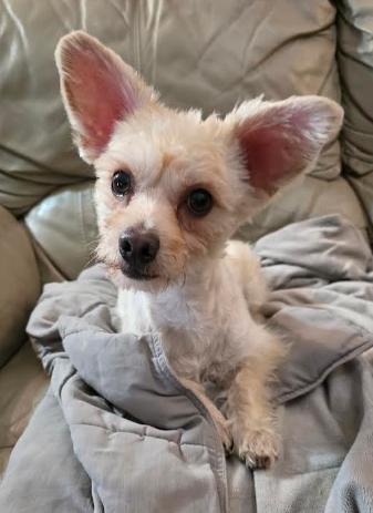 Enlarge Pip, a other mixed breed in Raleigh, NC image 5/6