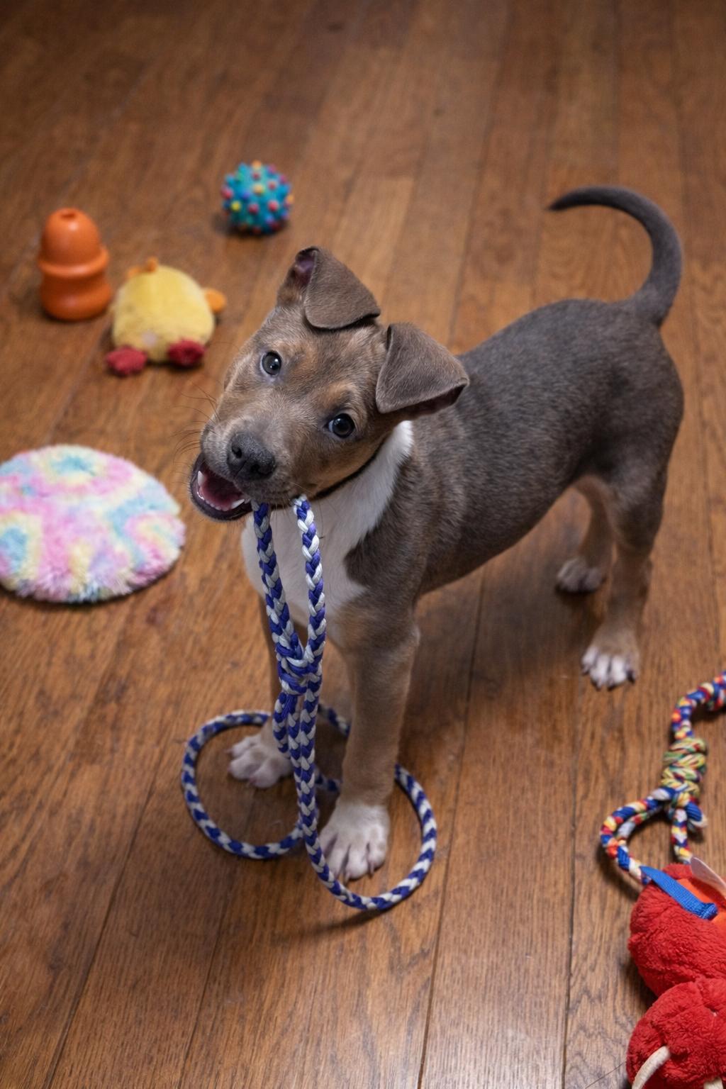 Enlarge Tapper, an adopted mixed breed in Wanaque, NJ image 3/3